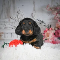 AKC-Dallas, a male Miniature Dachshund for sale in Millersburg, OH – Photo 6 of 7