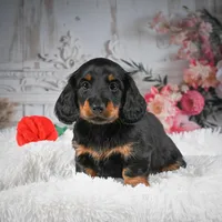 AKC-Dallas, a male Miniature Dachshund for sale in Millersburg, OH – Photo 4 of 7