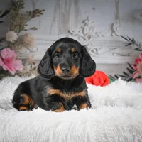 AKC-Dallas, a male Miniature Dachshund for sale in Millersburg, OH – Photo 7 of 7