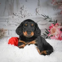 AKC-Dallas, a male Miniature Dachshund for sale in Millersburg, OH – Photo 3 of 7