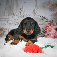 AKC-Dallas, a male Miniature Dachshund for sale in Millersburg, OH – Photo 2 of 7