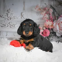 AKC-Dallas, a male Miniature Dachshund for sale in Millersburg, OH – Photo 5 of 7