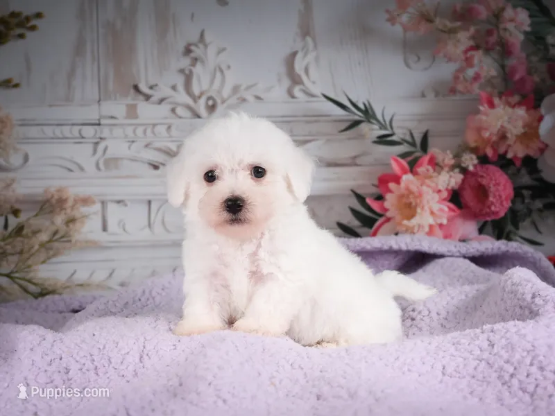 AKC-Ricky – Bichon Frise puppy for sale in Millersburg, OH
