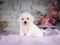 AKC-Ricky, a male Bichon Frise for sale in Millersburg, OH – 1 of 6