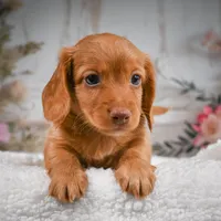 AKC-Bobby, a male Miniature Dachshund for sale in Millersburg, OH – 8 of 8