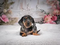 AKC-Marco, a male Miniature Dachshund for sale in Millersburg, OH – 5 of 8