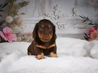 AKC-Jordan, a male Miniature Dachshund for sale in Millersburg, OH – 7 of 8