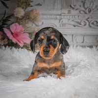 AKC-Haley, a female Miniature Dachshund for sale in Millersburg, OH – 3 of 8