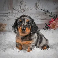 AKC-Hero, a male Miniature Dachshund for sale in Millersburg, OH – 6 of 8
