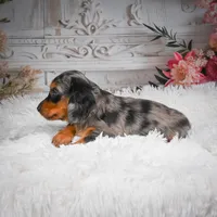 AKC-Hershey, a male Miniature Dachshund for sale in Millersburg, OH – 7 of 8