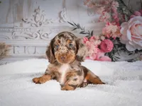 Logan, a male Miniature Dachshund for sale in Millersburg, OH – 4 of 6