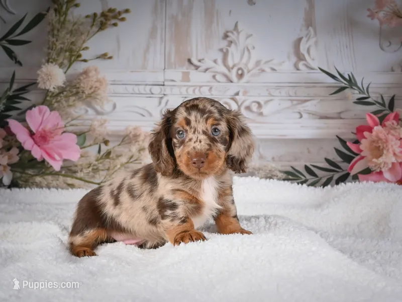 Logan – Miniature Dachshund puppy for sale in Millersburg, OH