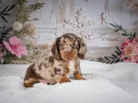Logan, a male Miniature Dachshund for sale in Millersburg, OH – 1 of 6