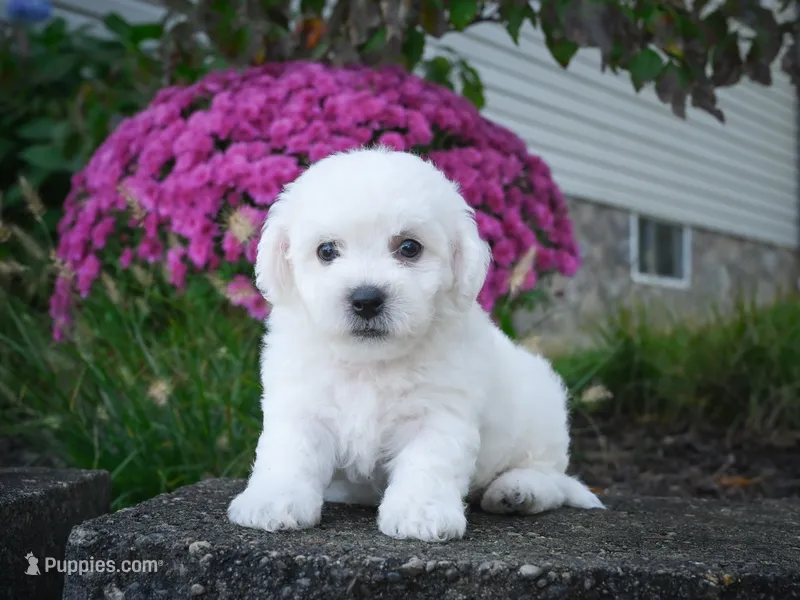 AKC-Porter – Bichon Frise puppy for sale in Millersburg, OH
