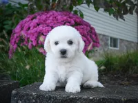 AKC-Porter, a male Bichon Frise for sale in Millersburg, OH – 1 of 5