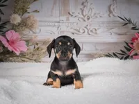 AKC-Milly, a female Miniature Dachshund for sale in Millersburg, OH – 3 of 8