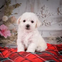 AKC-Misty, a female Bichon Frise for sale in Millersburg, OH – Photo 4 of 6