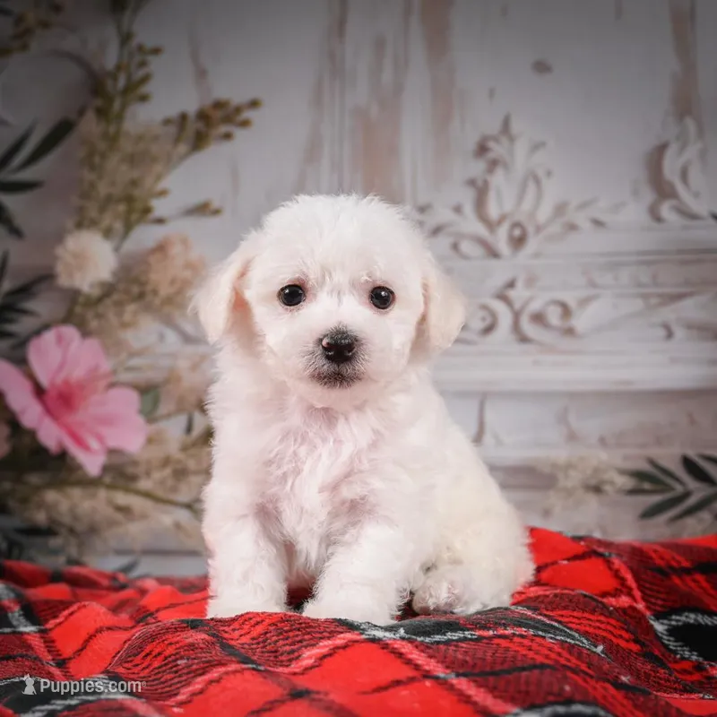 AKC-Misty, a female Bichon Frise for sale in Millersburg, OH – Photo 1 of 6