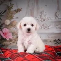AKC-Misty, a female Bichon Frise for sale in Millersburg, OH – Photo 1 of 6