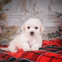 AKC-Misty, a female Bichon Frise for sale in Millersburg, OH – Photo 2 of 6