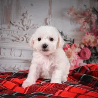 AKC-Misty, a female Bichon Frise for sale in Millersburg, OH – Photo 6 of 6