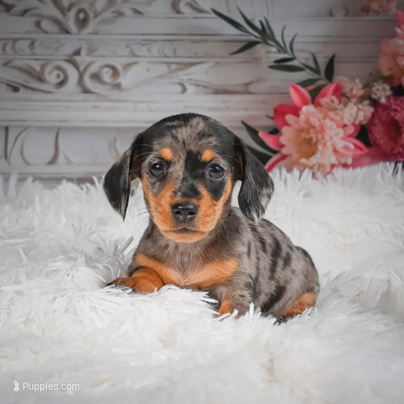 AKC-Haley – Miniature Dachshund puppy for sale in Millersburg, OH