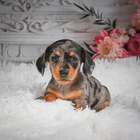 AKC-Haley, a female Miniature Dachshund for sale in Millersburg, OH – 1 of 8