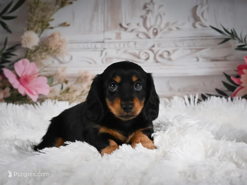AKC-Alice – Miniature Dachshund puppy for sale in Millersburg, OH
