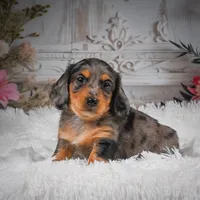 AKC-Hudson, a male Miniature Dachshund for sale in Millersburg, OH – 6 of 8