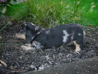 AKC-Phoebe, a female Miniature Dachshund for sale in Millersburg, OH – 5 of 5