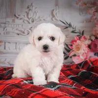 AKC-Mya, a female Bichon Frise for sale in Millersburg, OH – Photo 1 of 6