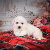 AKC-Mya, a female Bichon Frise for sale in Millersburg, OH – Photo 2 of 6