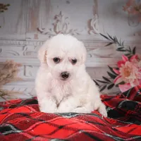 AKC-Mya, a female Bichon Frise for sale in Millersburg, OH – Photo 6 of 6