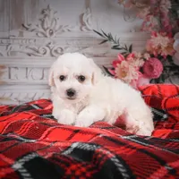 AKC-Mya, a female Bichon Frise for sale in Millersburg, OH – Photo 4 of 6