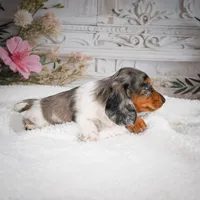 AKC-Betsy, a female Miniature Dachshund for sale in Millersburg, OH – 4 of 7