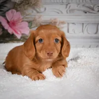 AKC-Bobby, a male Miniature Dachshund for sale in Millersburg, OH – 2 of 8