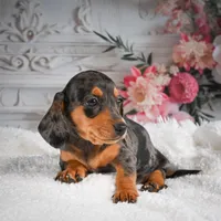 AKC-Gina, a female Miniature Dachshund for sale in Millersburg, OH – 6 of 7