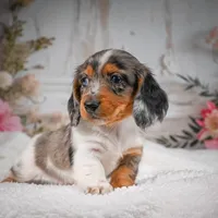 AKC-Betsy, a female Miniature Dachshund for sale in Millersburg, OH – 3 of 7