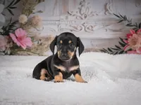 AKC-Milly, a female Miniature Dachshund for sale in Millersburg, OH – 7 of 8