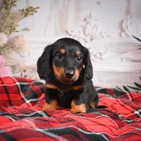 AKC-Eddie, a male Miniature Dachshund for sale in Millersburg, OH – Photo 6 of 6