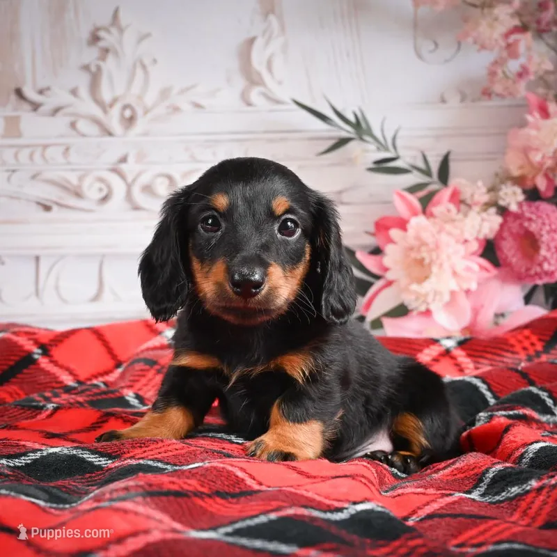 AKC-Eddie – Miniature Dachshund puppy for sale in Millersburg, OH