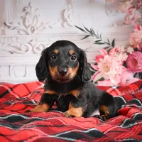 AKC-Eddie, a male Miniature Dachshund for sale in Millersburg, OH – Photo 1 of 6