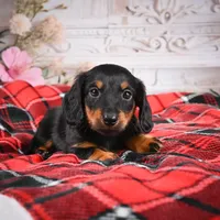 AKC-Eddie, a male Miniature Dachshund for sale in Millersburg, OH – Photo 5 of 6