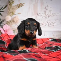 AKC-Eddie, a male Miniature Dachshund for sale in Millersburg, OH – Photo 2 of 6