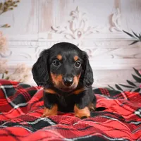 AKC-Eddie, a male Miniature Dachshund for sale in Millersburg, OH – Photo 3 of 6
