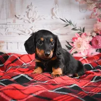 AKC-Eddie, a male Miniature Dachshund for sale in Millersburg, OH – Photo 4 of 6