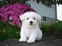 AKC-Pedro, a male Bichon Frise for sale in Millersburg, OH – 4 of 5