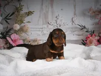 AKC-Jordan, a male Miniature Dachshund for sale in Millersburg, OH – 6 of 8