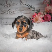 AKC-Haley, a female Miniature Dachshund for sale in Millersburg, OH – 8 of 8
