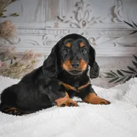 AKC-Gibson, a male Miniature Dachshund for sale in Millersburg, OH – 8 of 8